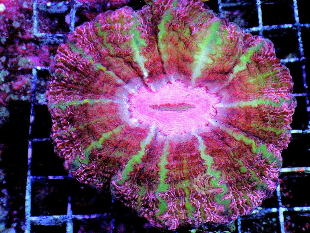Pinkie Green Striped Indophyllia