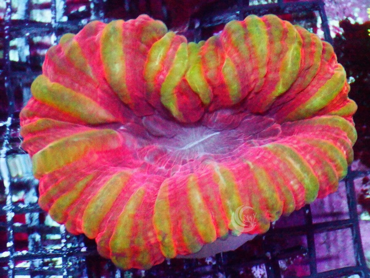 Peppermint Cynarina