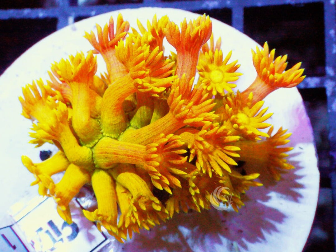 Yellow-Orange Goniopora