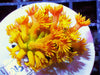 Yellow-Orange Goniopora