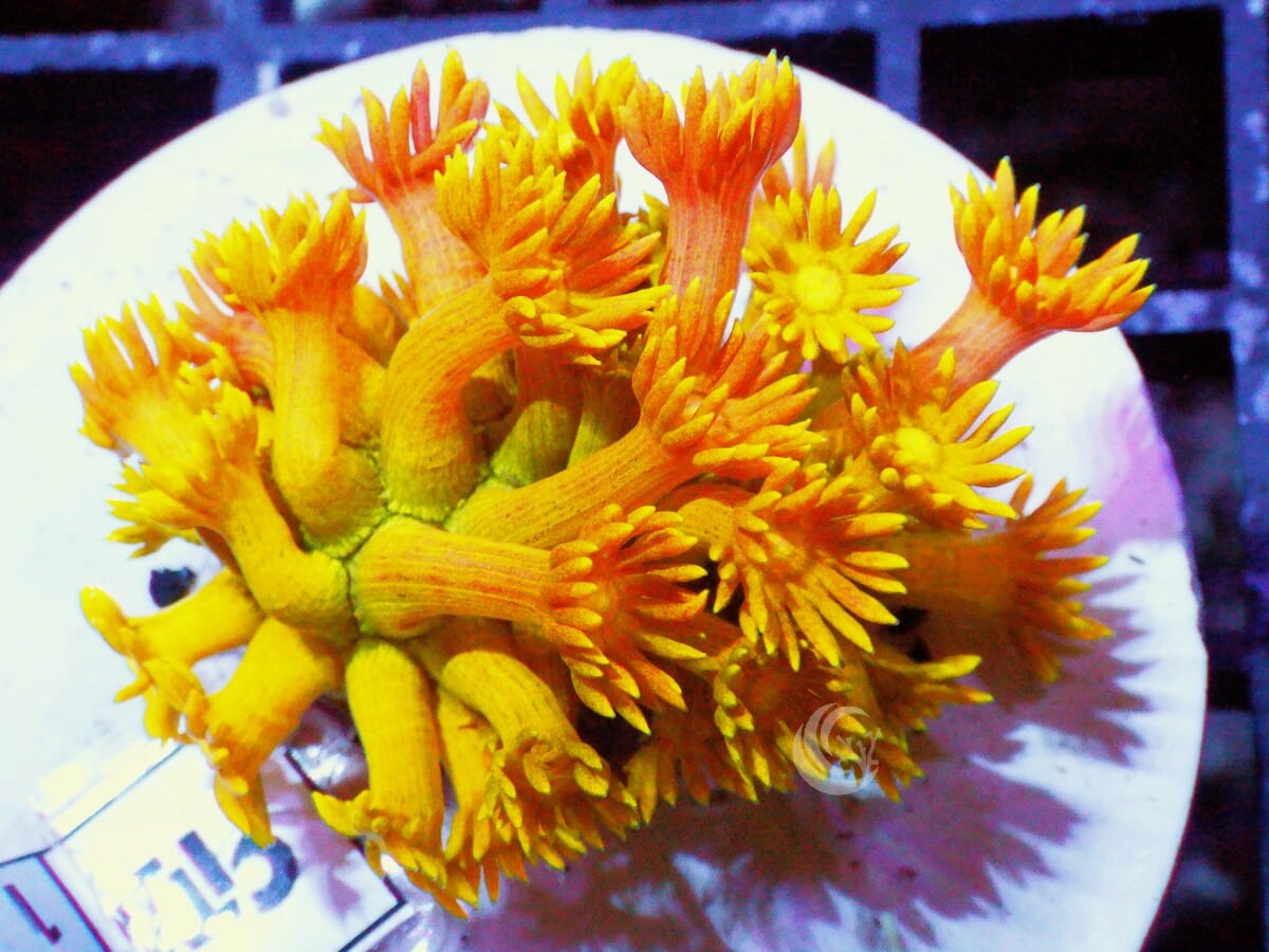 Yellow-Orange Goniopora