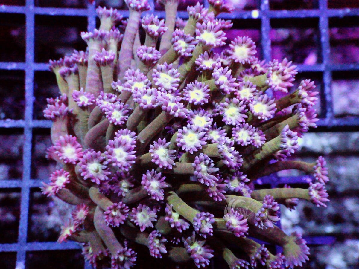 Violet Goniopora