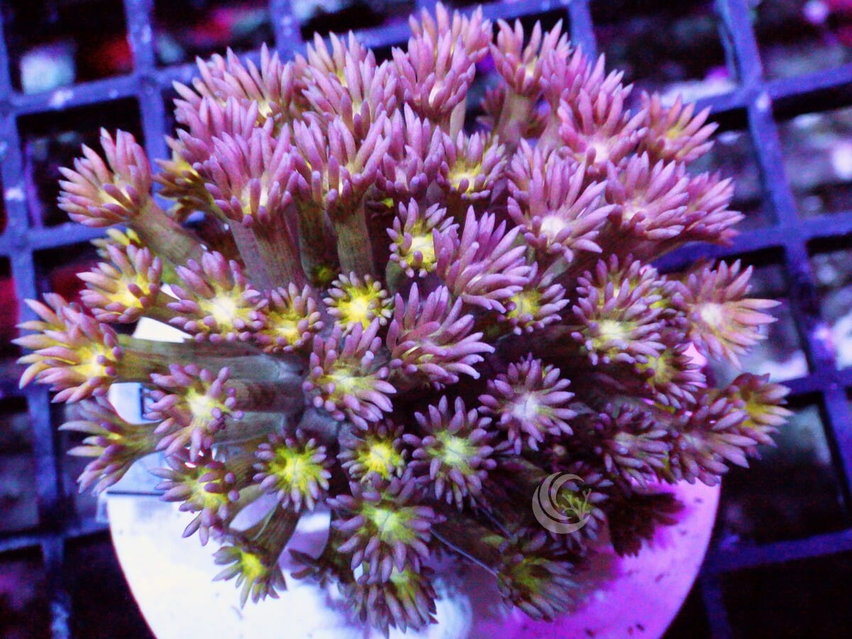 Yellow Belly Goniopora