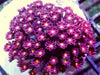 Burgundy Goniopora