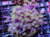 Green Fringed Purple Goniopora