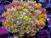Yellow Fringed Goniopora