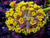 Yellow-Red Goniopora
