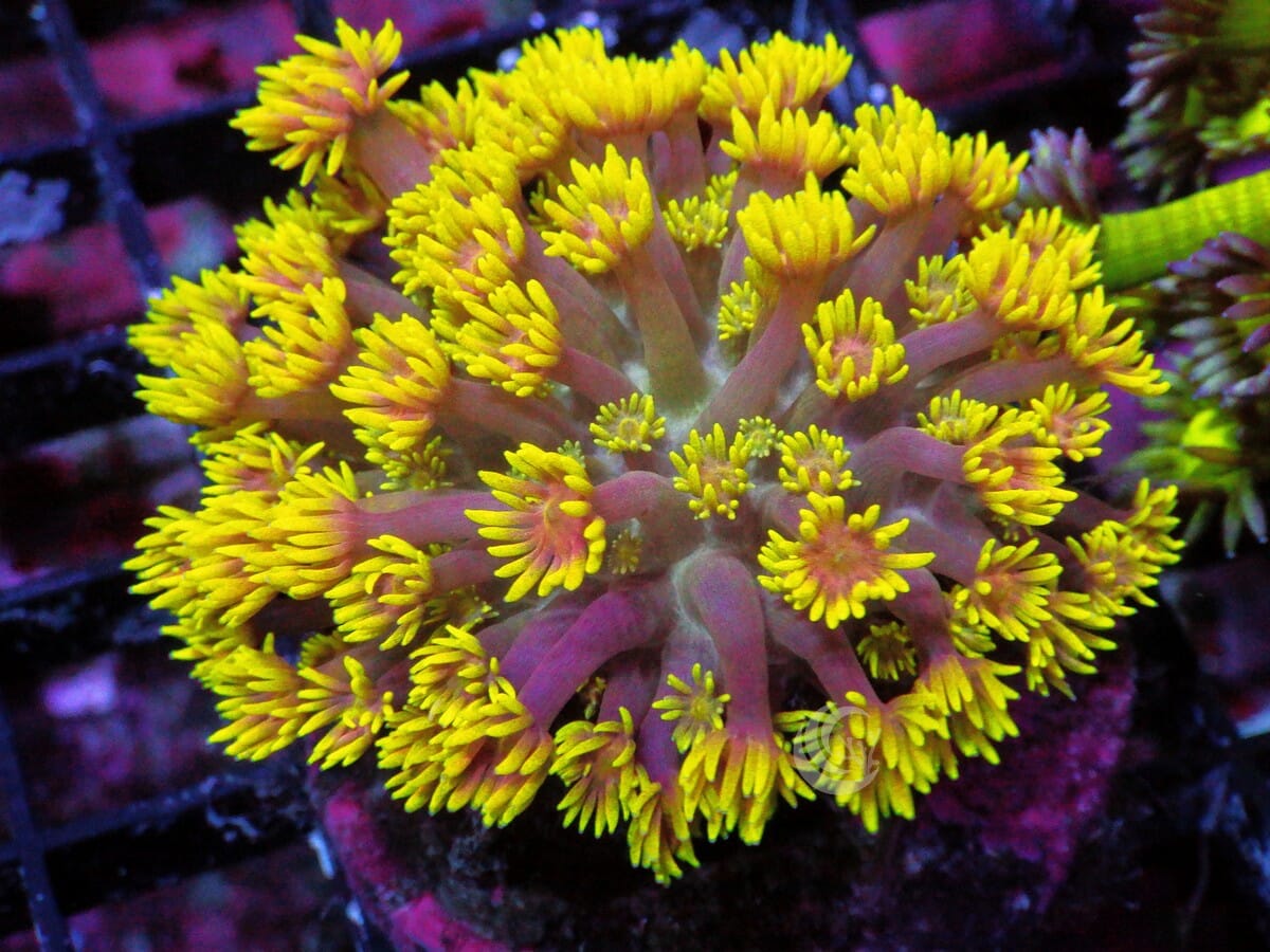 Yellow-Red Goniopora