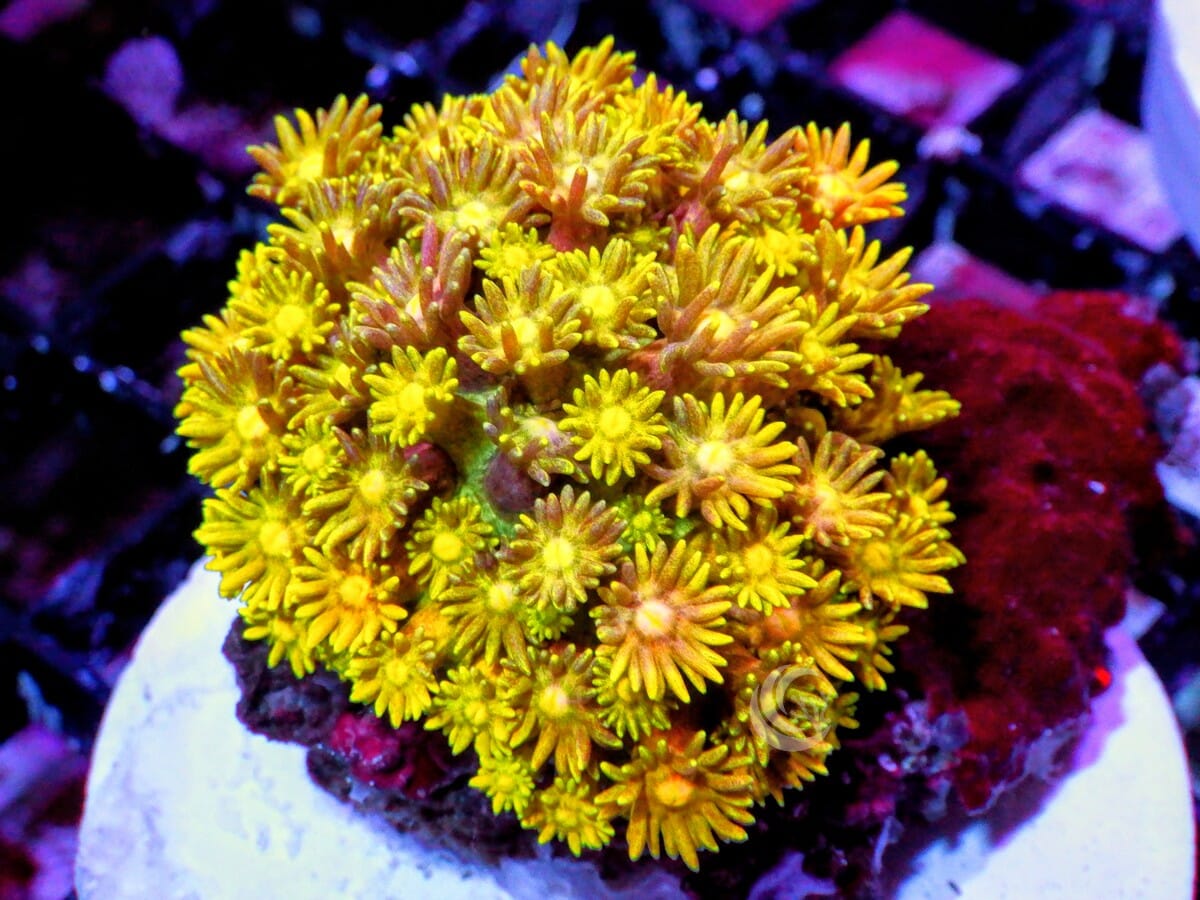 Yellow Goniopora