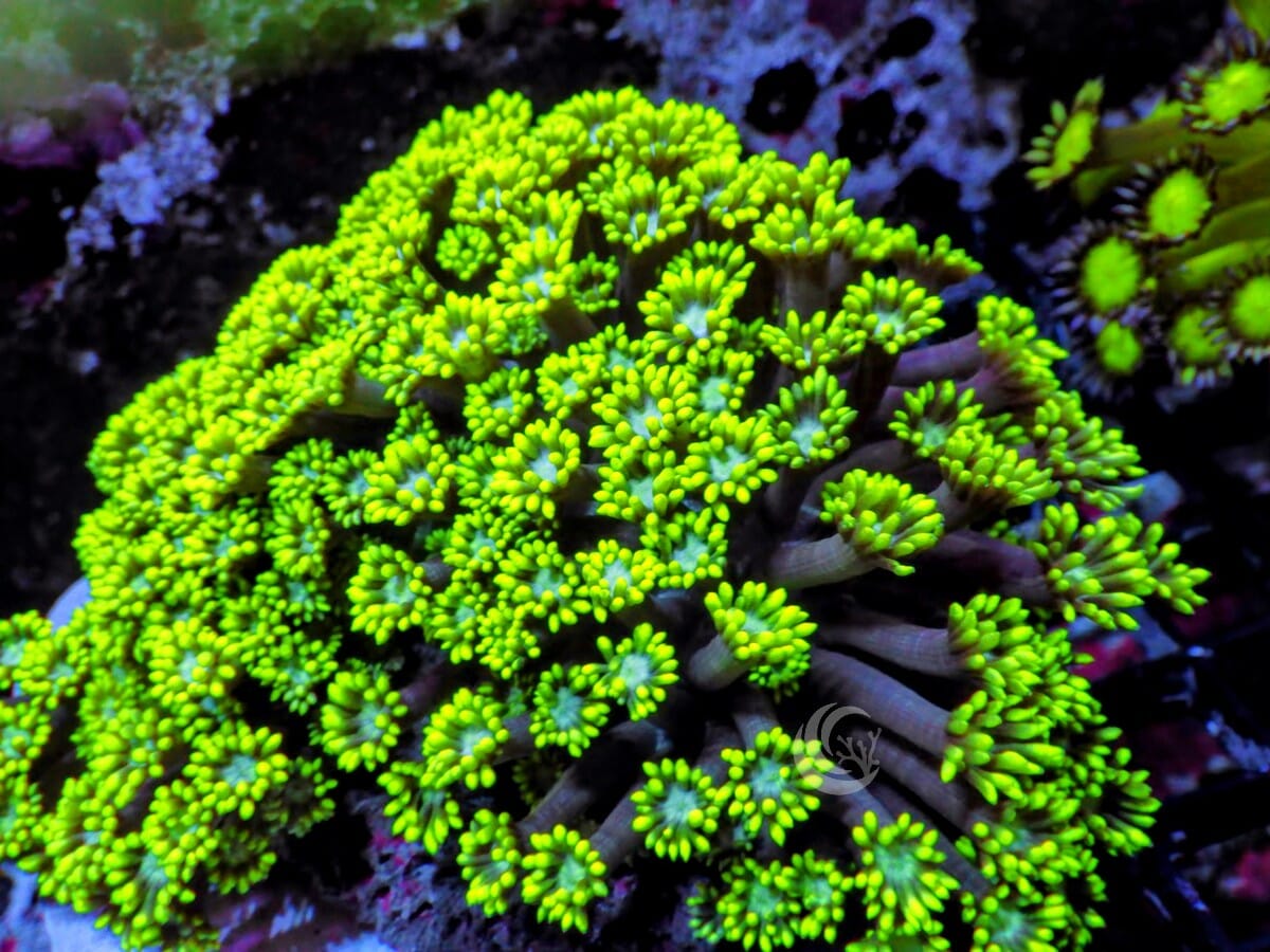 Green-Teal Goniopora