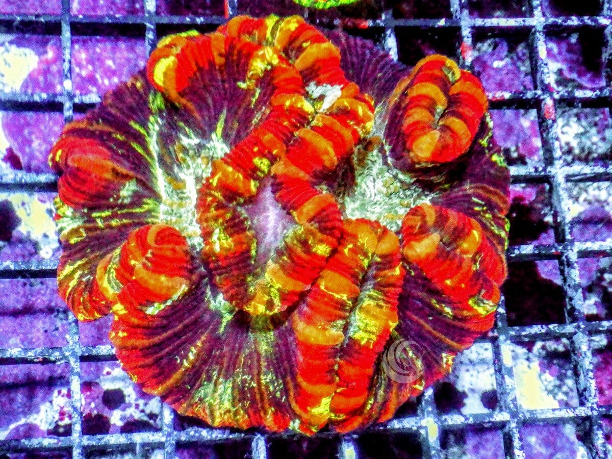 Ultra Trachyphyllia