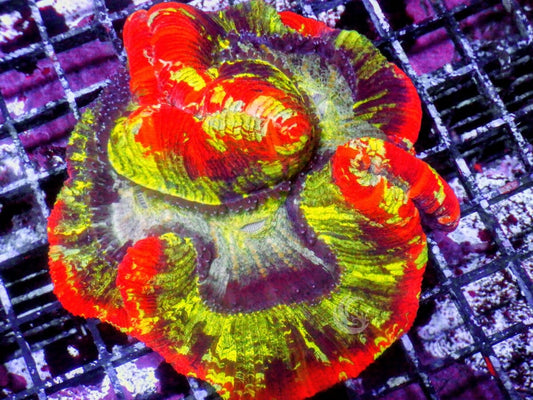 Ultra Trachyphyllia