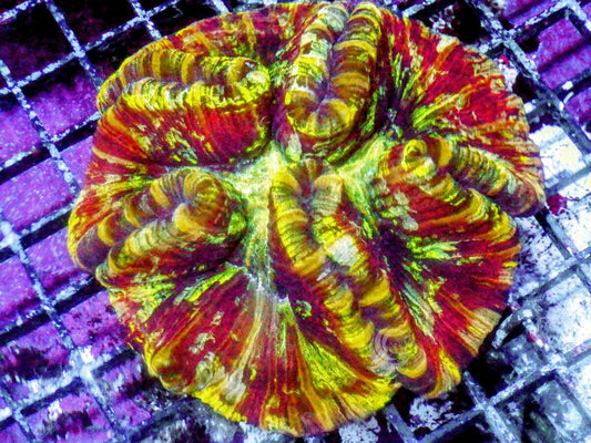 Ultra Trachyphyllia