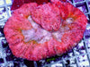 Red-Pink Lobophyllia