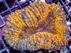 Orange Carpet Lobophyllia