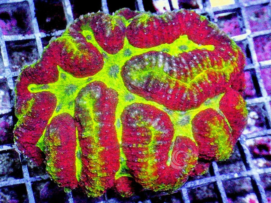 Red-Green Symphyllia
