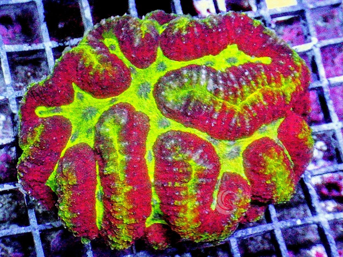 Red-Green Symphyllia