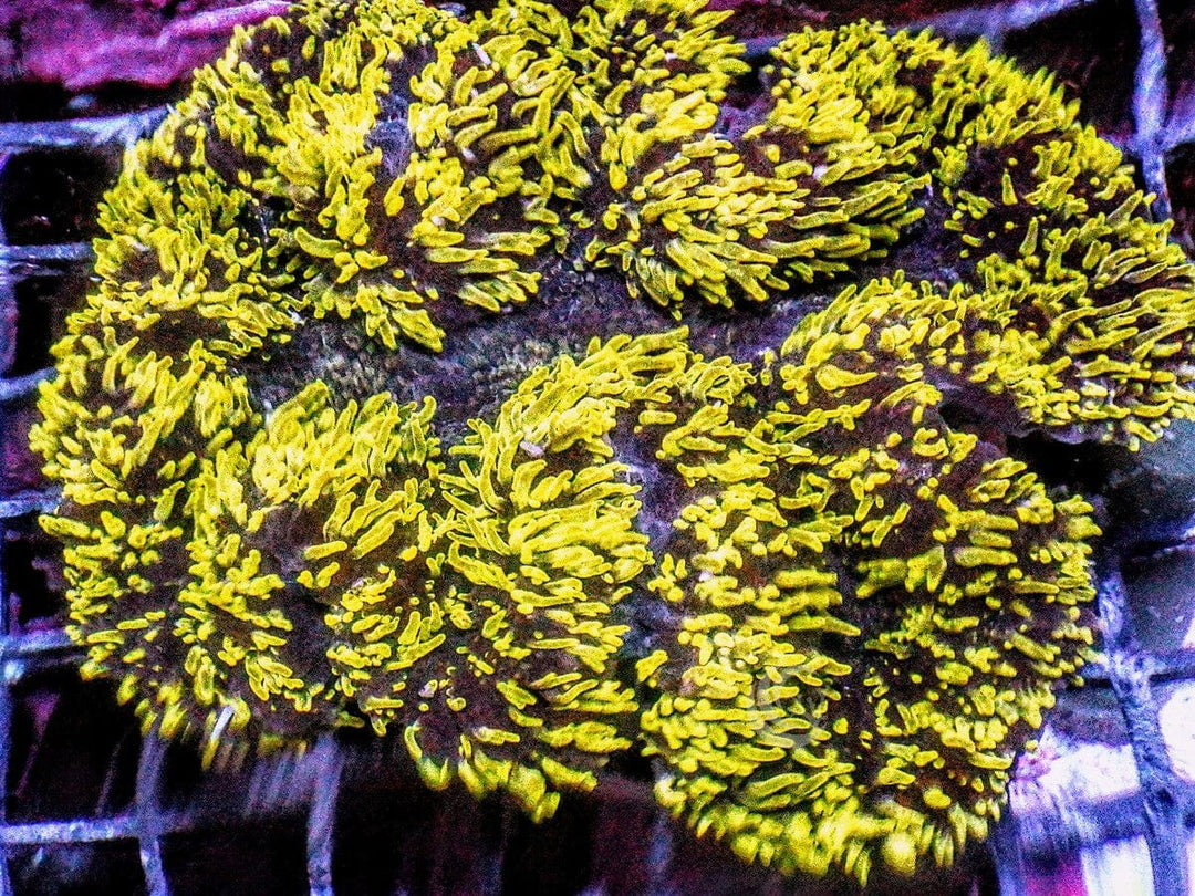 Yellow Carpet Lobophyllia