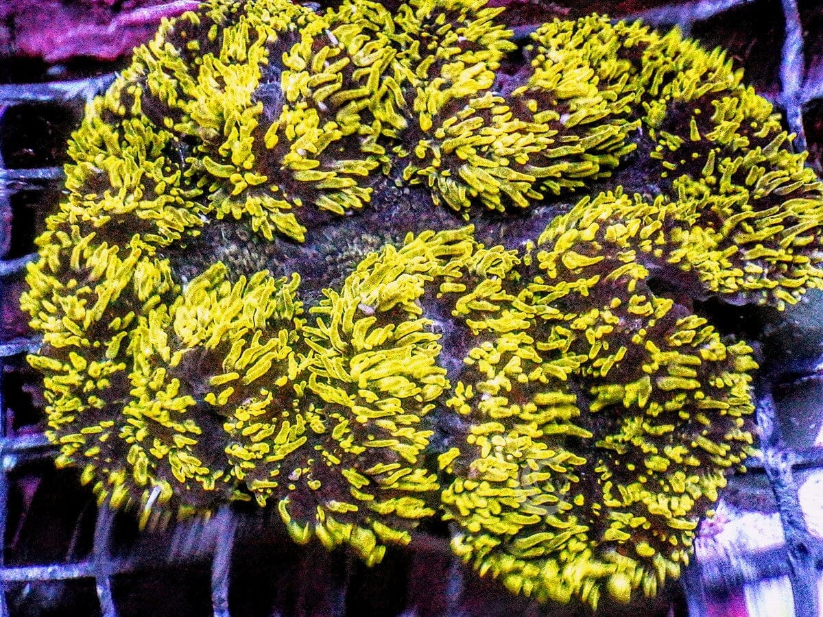 Yellow Carpet Lobophyllia