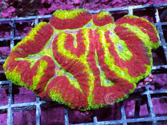 Red Ribbon Lobophyllia