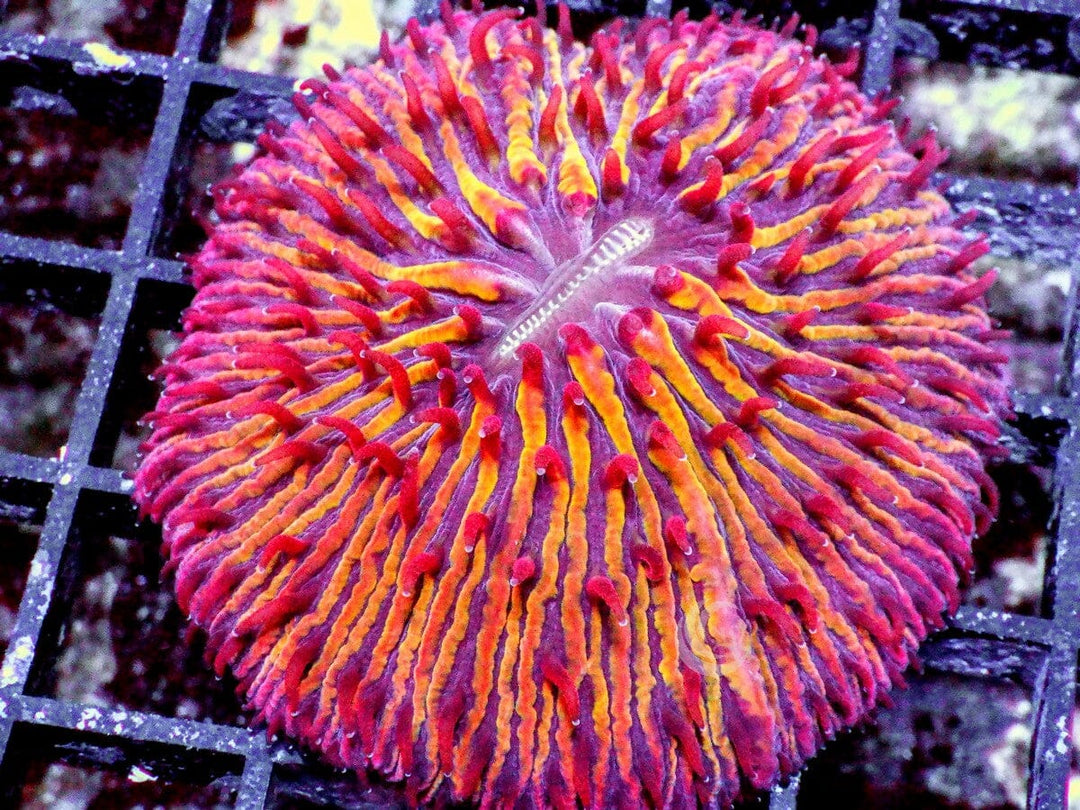 Red-Orange Fungia