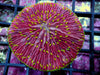Green Polyp Red Fungia