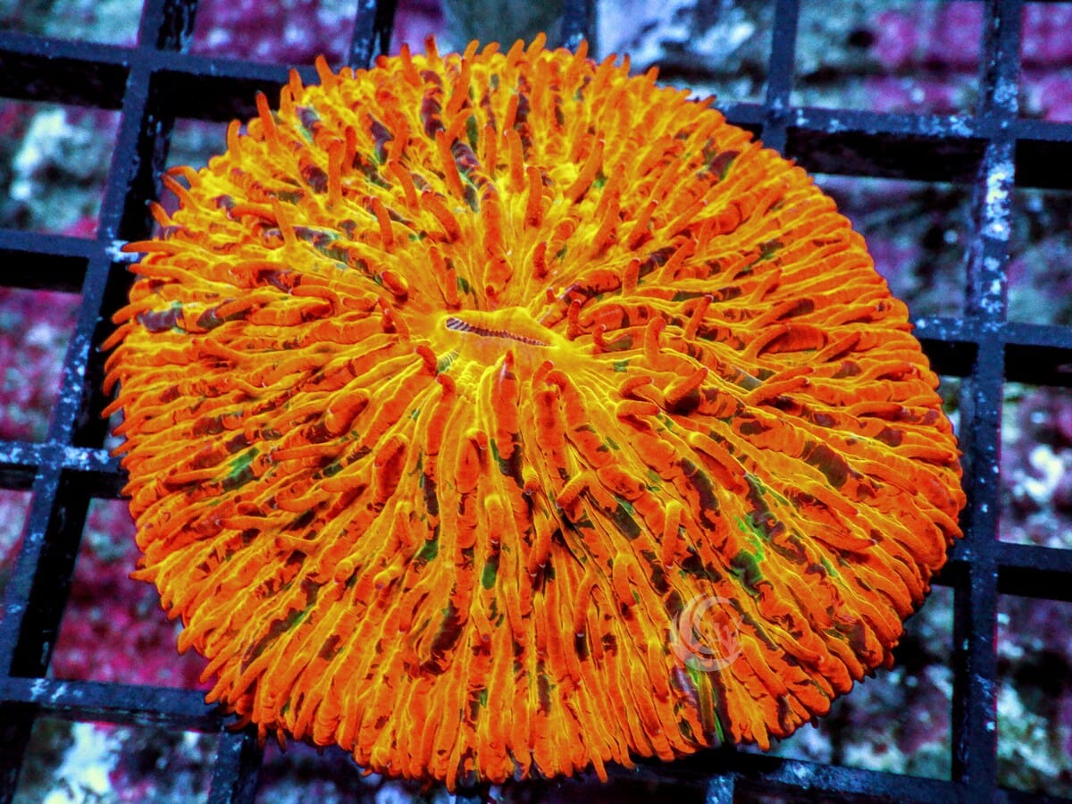 Green Speckled Orange Fungia