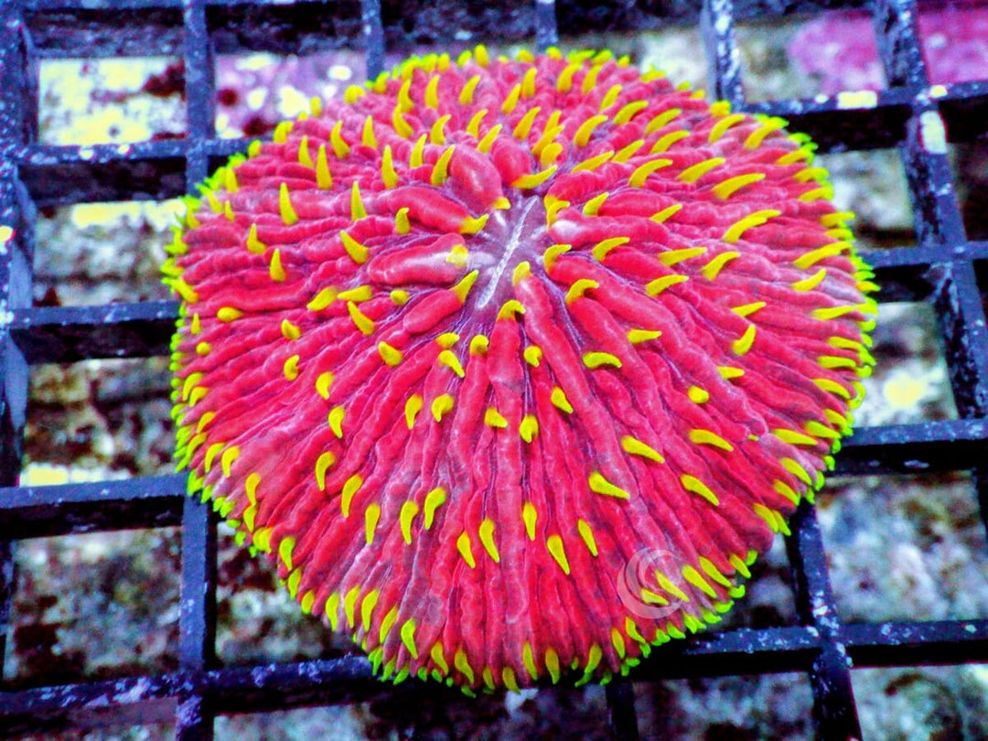 Bright Yellow Polyp Red Fungia