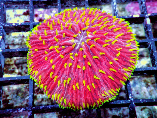 Bright Yellow Polyp Red Fungia
