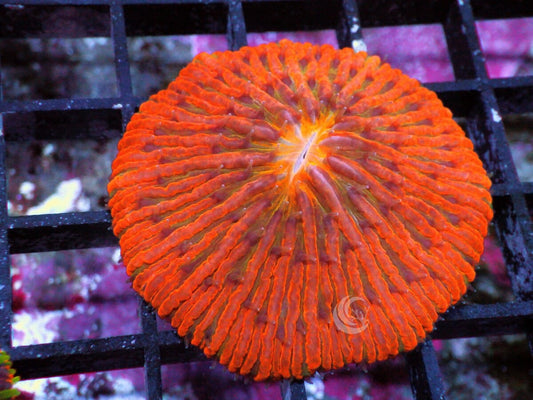 Super Orange Fungia