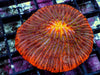 Orange Volcano Fungia