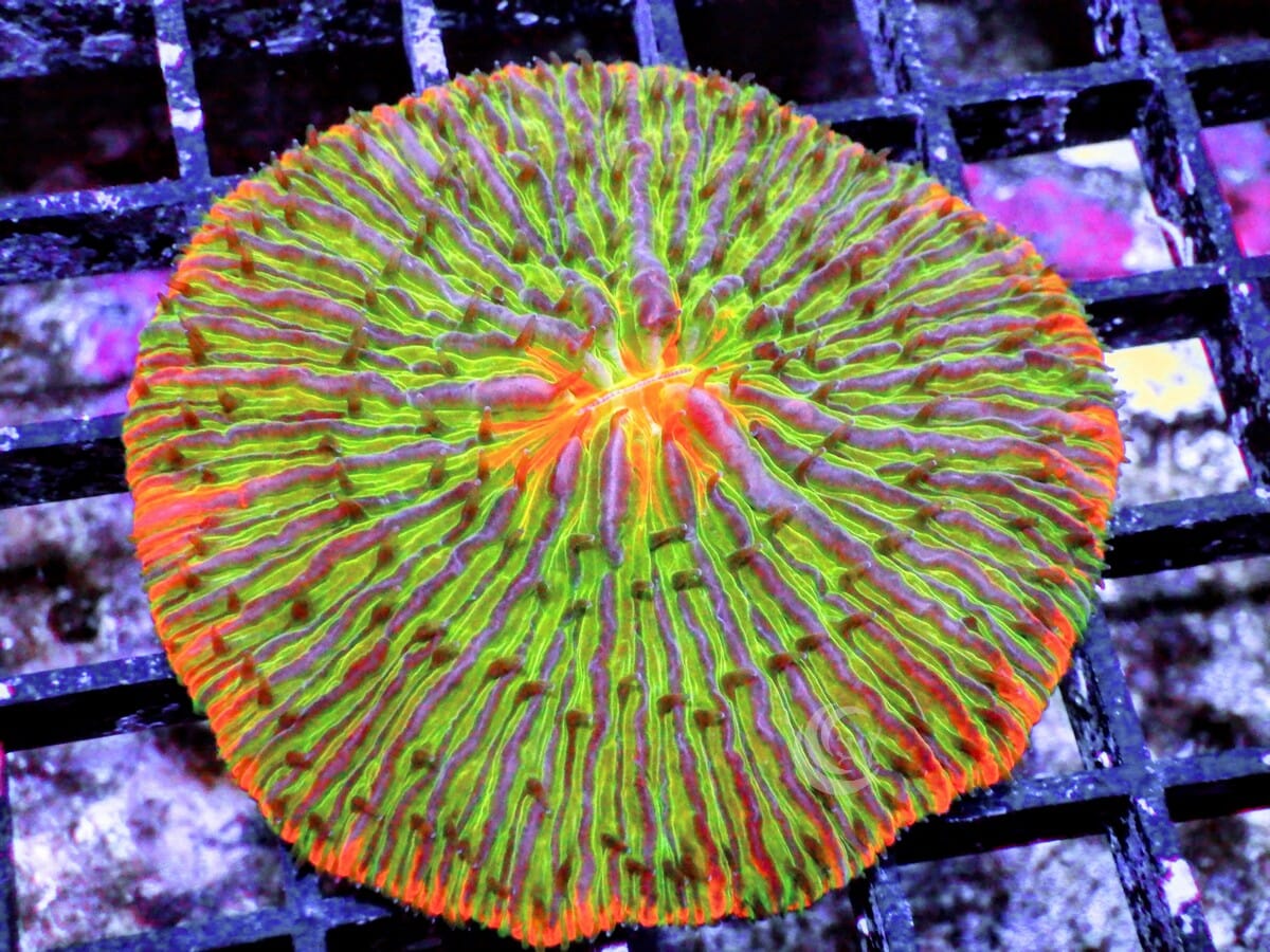 Solar Flare Fungia