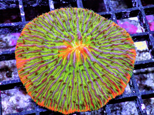 Solar Flare Fungia