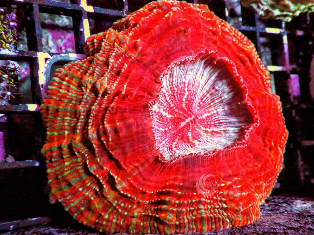 Red Acanthophyllia