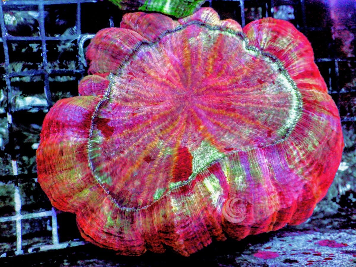 Red Rainbow Acanthophyllia