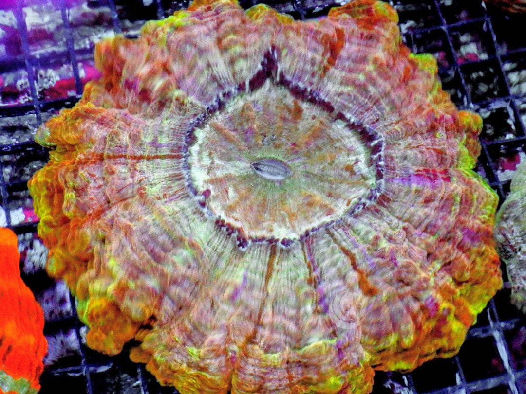Rainbow Acanthophyllia