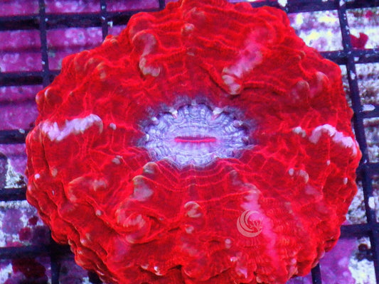 Red Cynarina