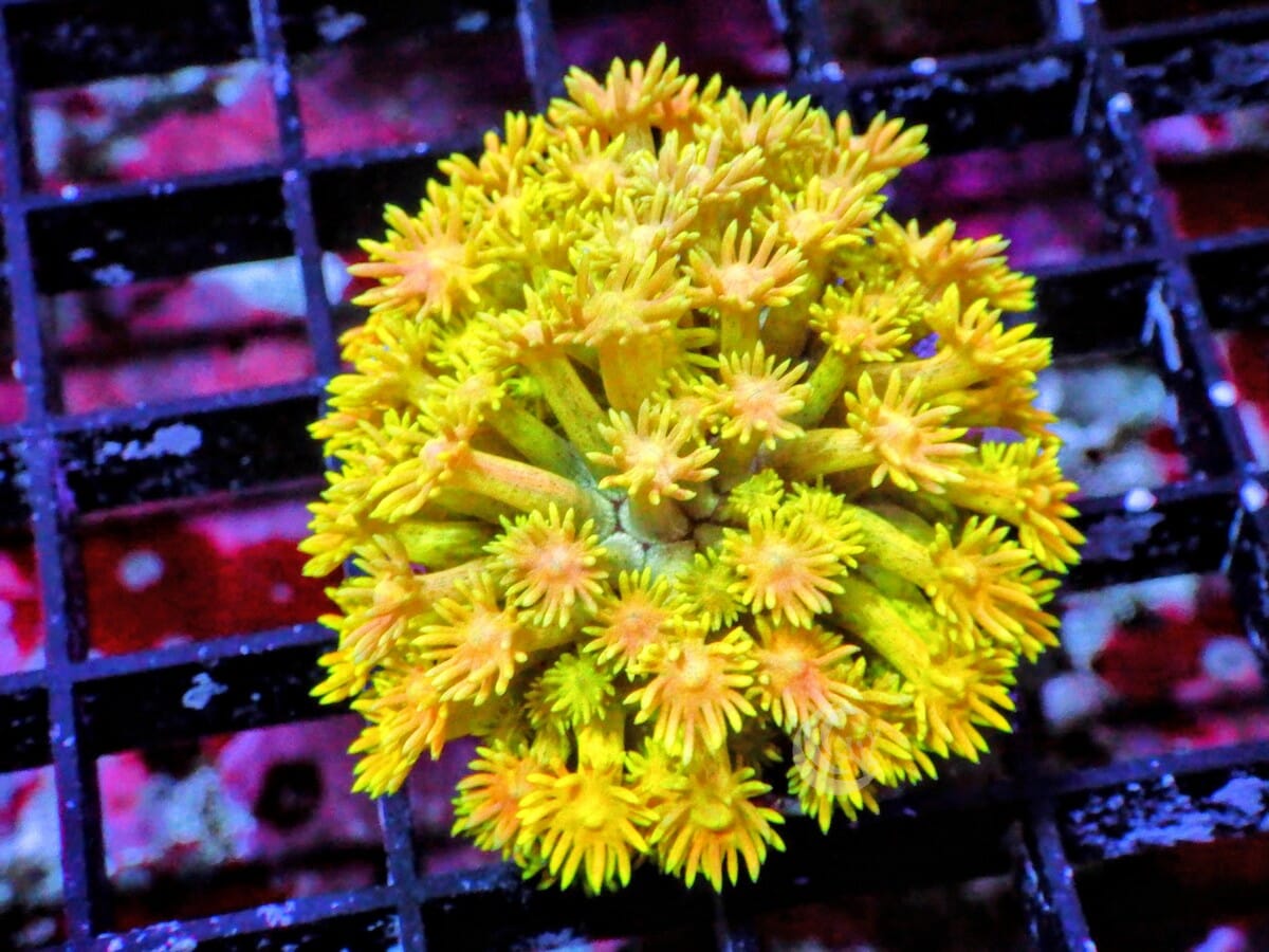 Yellow Goniopora
