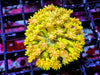 Yellow Goniopora