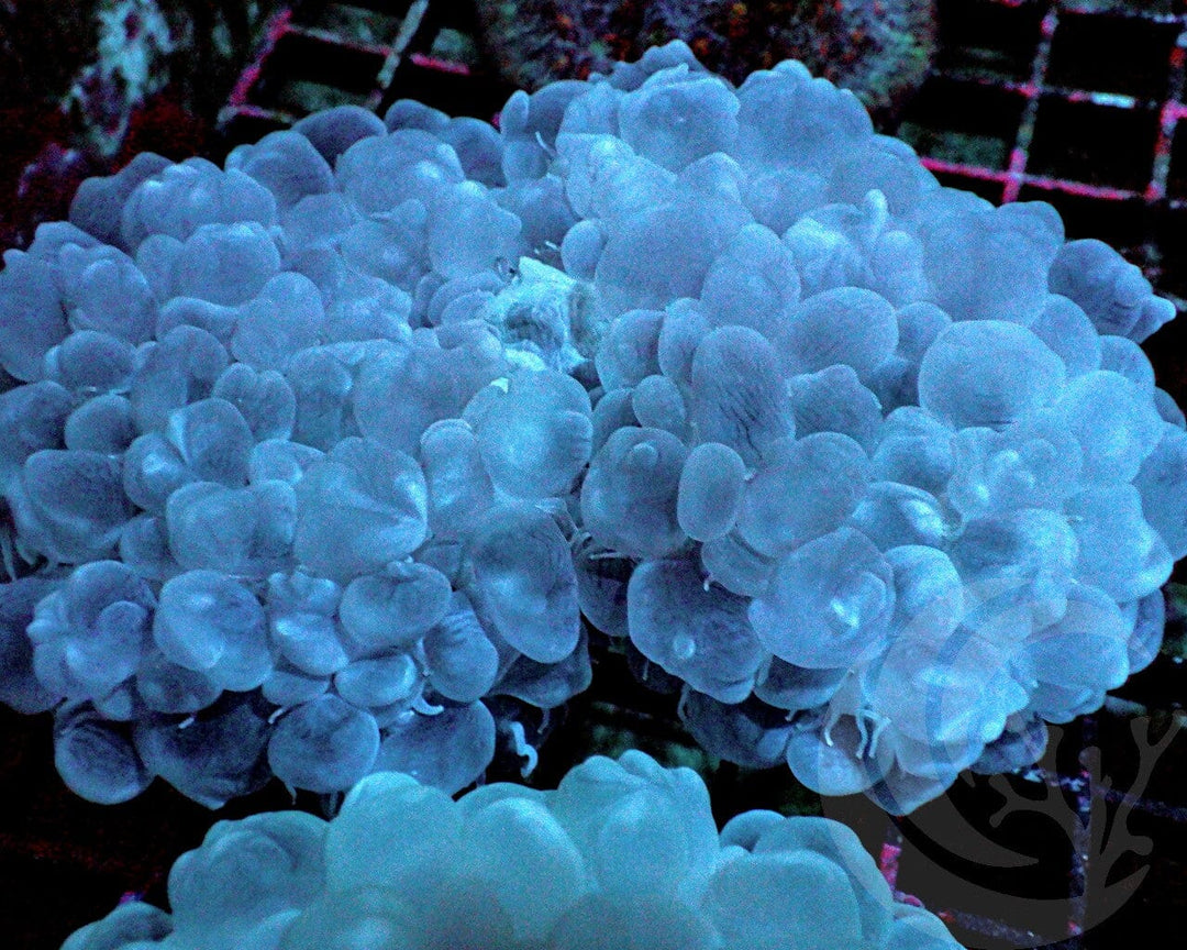 Bubble Coral
