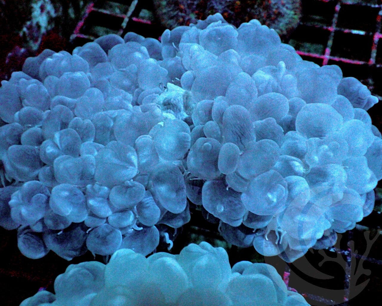 Bubble Coral