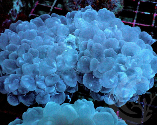 Bubble Coral