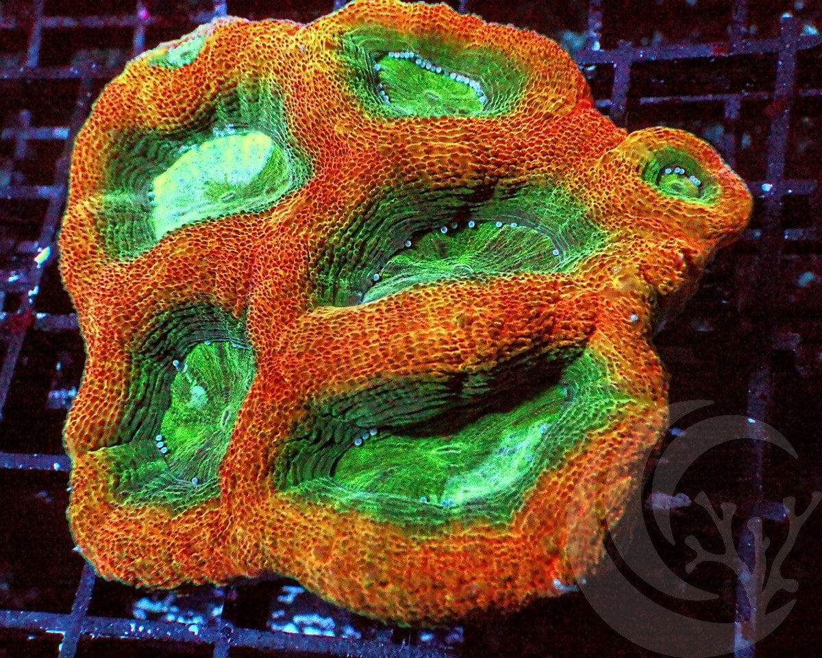 Orange-Green Acan bowerbanki