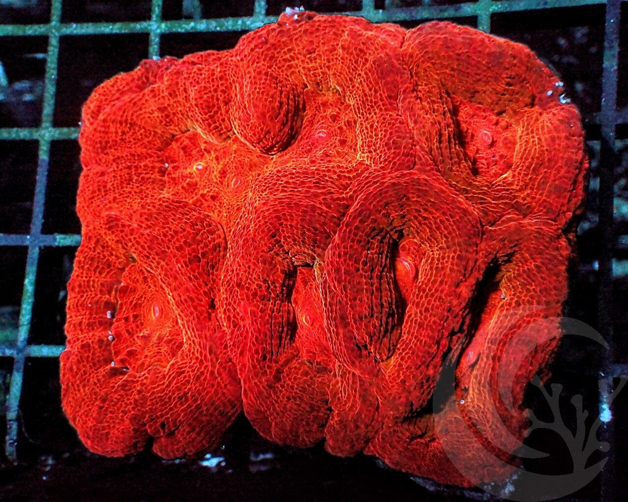 Orange Acan bowerbank