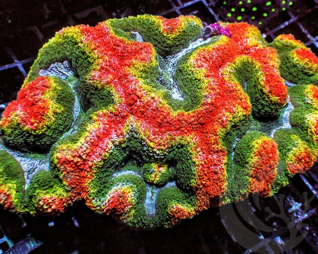 CENTERPIECE MultiColor Symphyllia