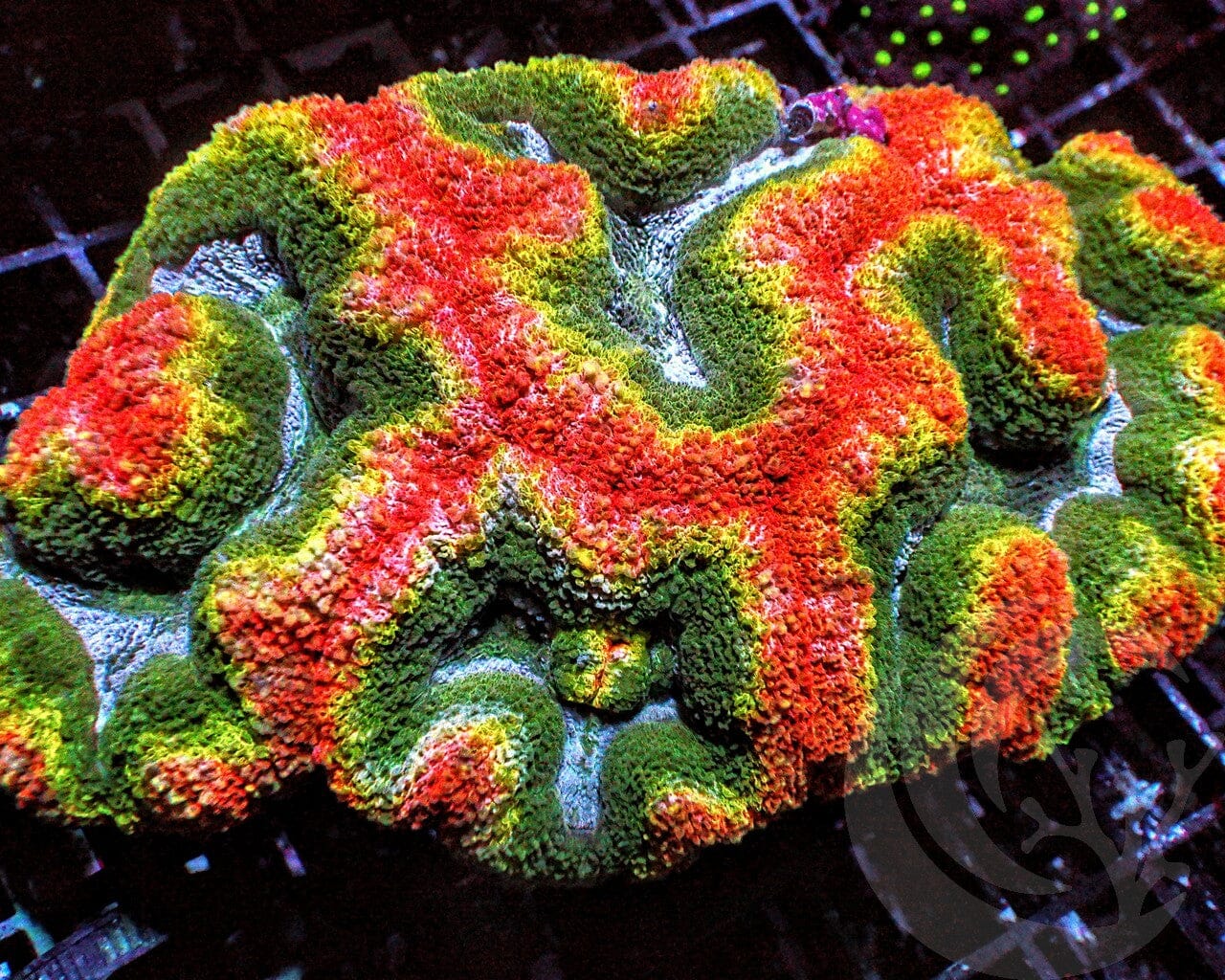 CENTERPIECE MultiColor Symphyllia