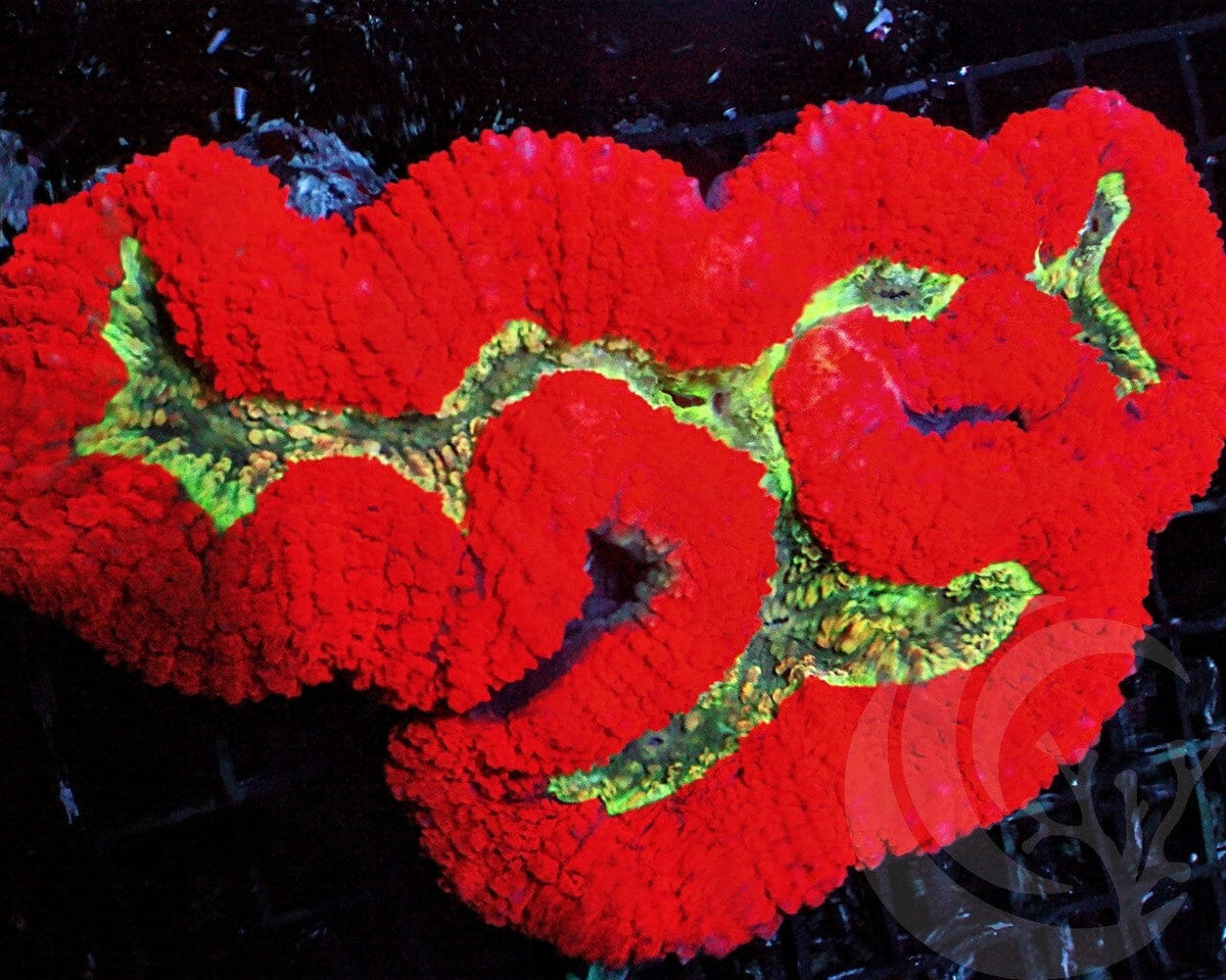CENTERPIECE Electric Red-Lime Lobophyllia