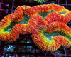 Rainbow Lobophyllia