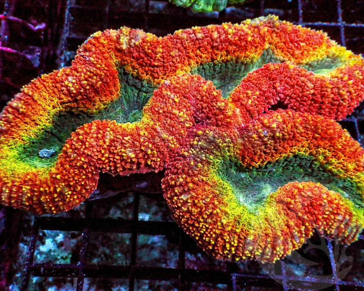 Coral For Sale | Purchase Aquaculture Products Online - Pacific East ...