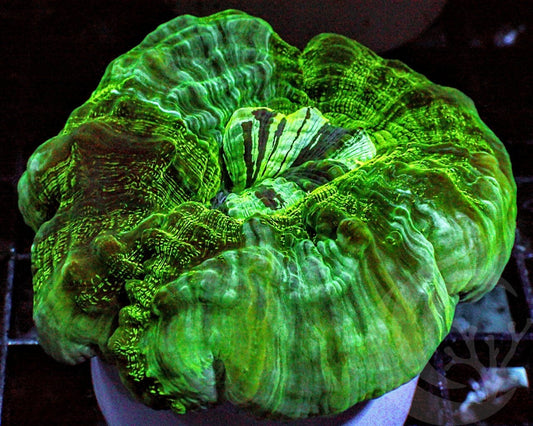Mottled Green Acanthophyllia
